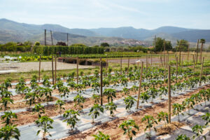 la_huerta_de_rizos_julio19_low-58