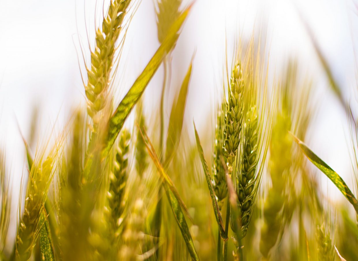 Gluten-free products